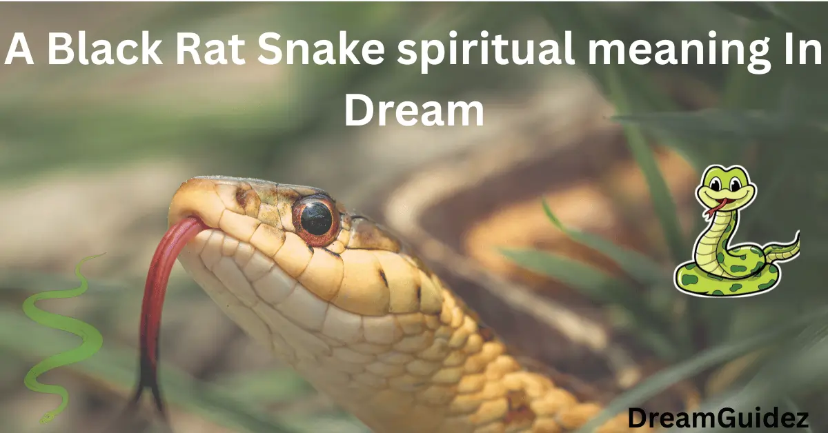 A Black Rat Snake spiritual meaning In Dream
