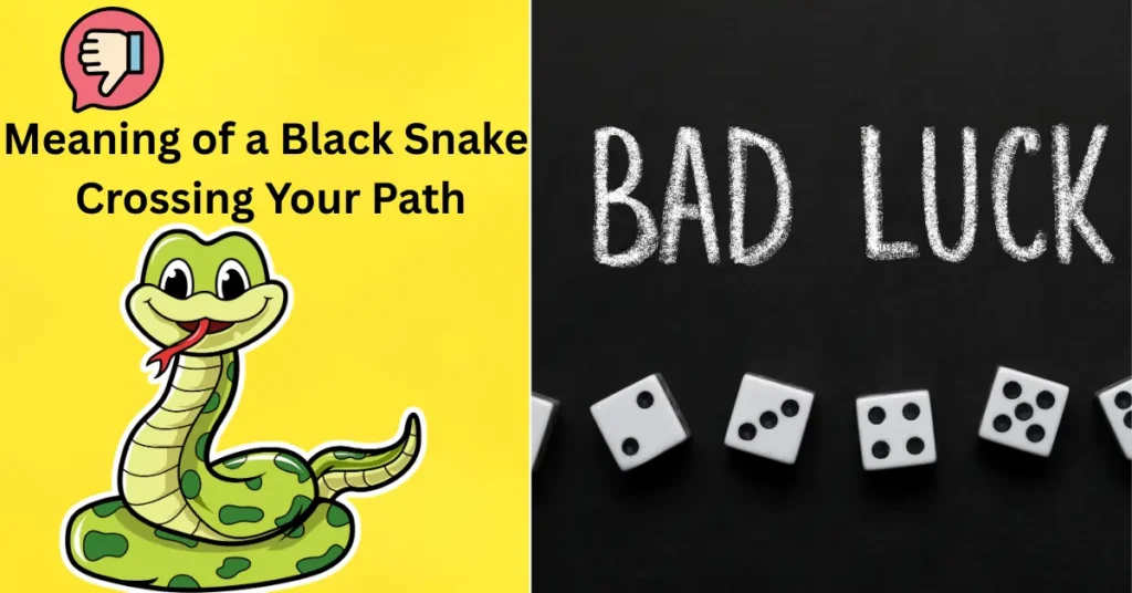 10 Powerful Meaning of a Black Snake Crossing Your Path You Need to Know 3 Meaning of a Black Snake Crossing Your Path
