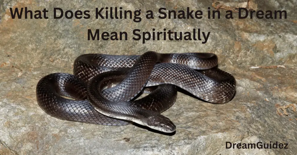 7 Powerful Meanings Of Seeing A Black Rat Snake spiritual meaning In Dream 3 Meanings Of Seeing A Black Rat Snake spiritual meaning In Dream