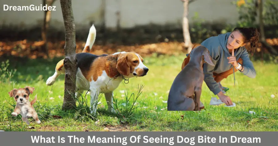 What Does It Mean to Dream Of A Dog Peeing In The House 3 What Does It Mean to Dream Of A Dog Peeing In The House