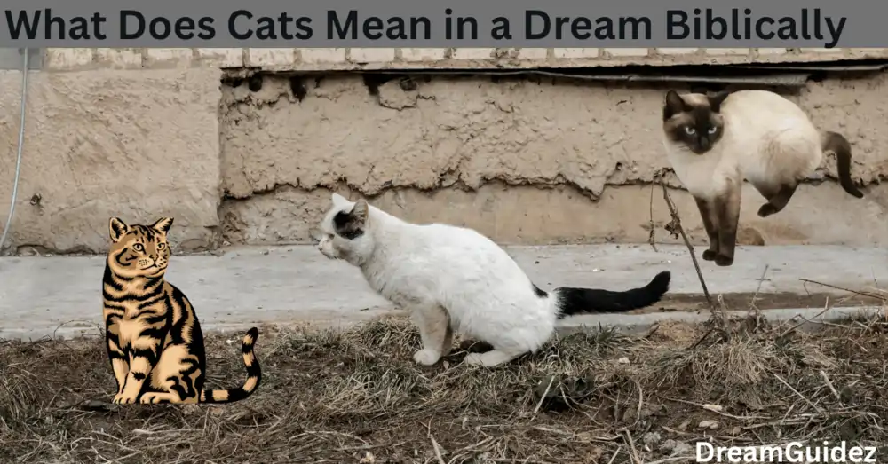 Spiritual Meaning Of cat peeing On you In The House 2 Spiritual Meaning Of cat peeing On you In The House