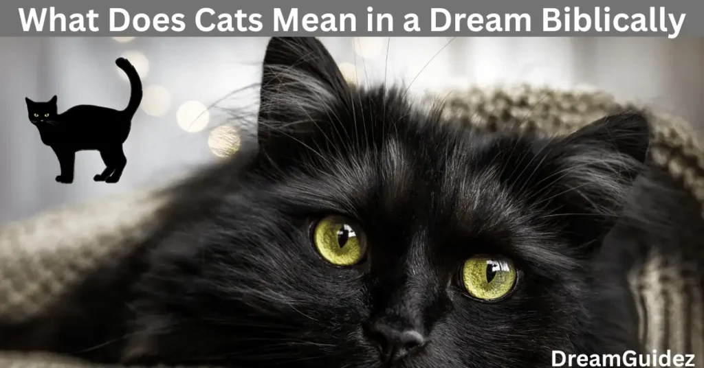 Spiritual Meaning Of cat peeing On you In The House 3 Spiritual Meaning Of cat peeing On you In The House
