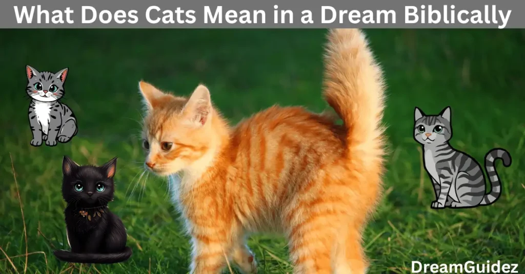 Spiritual Meaning Of cat peeing On you In The House 4 Spiritual Meaning Of cat peeing On you In The House