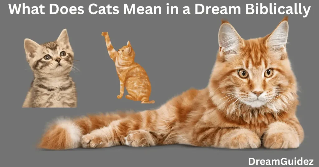 Spiritual Meaning Of cat peeing On you In The House 5 Spiritual Meaning Of cat peeing On you In The House