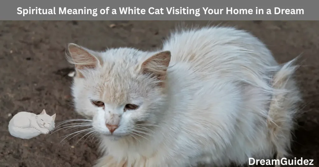 Spiritual Meaning Of A White Cat Visiting Your Home In A Dream 2
Spiritual Meaning of a White Cat Visiting Your Home in a Dream