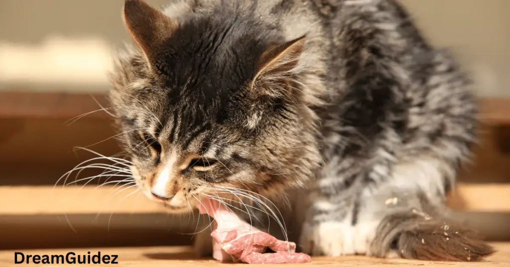 Black Cat Eating Food Meat Meaning In A Dream – Biblical And Spiritual Massage 3 Black Cat Eating Food Meat Meaning In A Dream – Biblical
