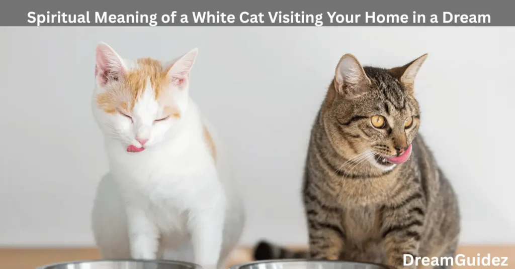Spiritual Meaning Of A White Cat Visiting Your Home In A Dream 4
Spiritual Meaning of a White Cat Visiting Your Home in a Dream