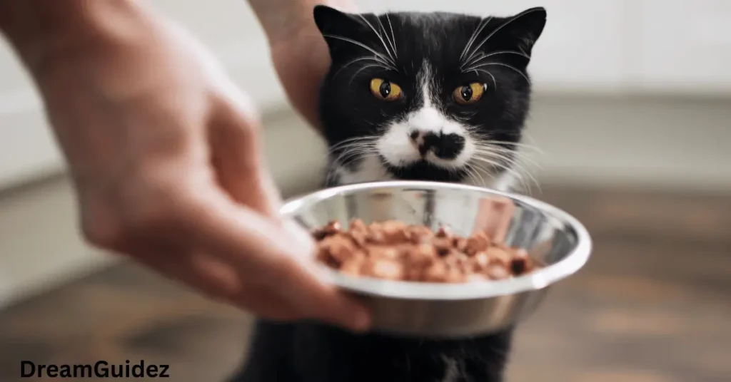 Black Cat Eating Food Meat Meaning In A Dream – Biblical And Spiritual Massage 5 Black Cat Eating Food Meat Meaning In A Dream – Biblical