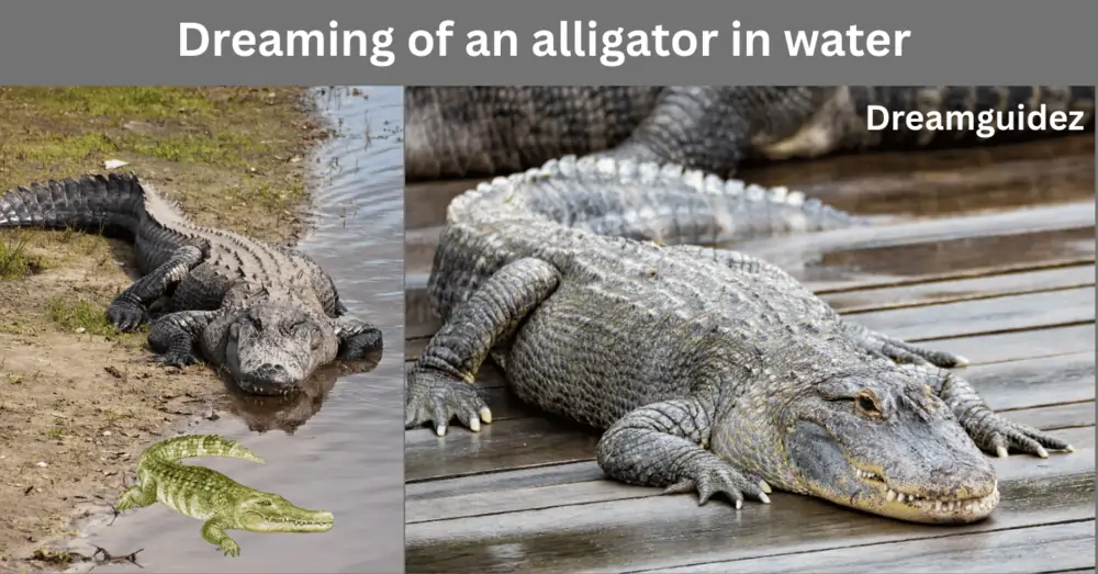 Dreaming of an Alligator in Water – Spiritual Warnings signs 
