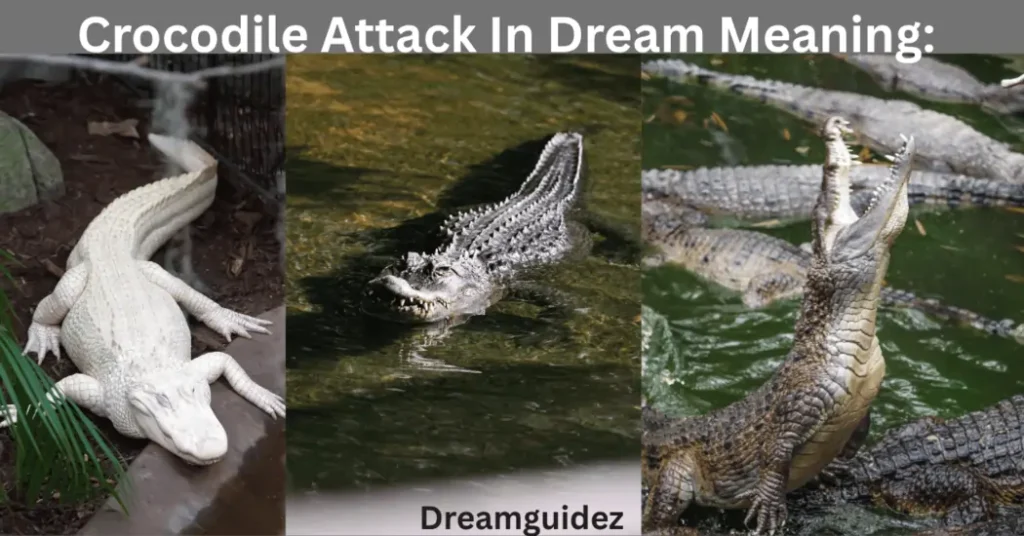 Crocodile Attack In Dream Meaning: Spiritual Massage, you shouldn't ignore 