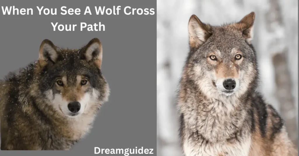 What Does It Mean When You See A Wolf Cross Your Path 2 What Does It Mean When You See a Wolf Cross Your Path