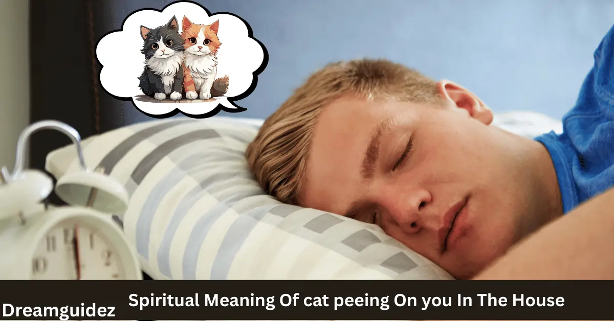 Spiritual Meaning Of cat peeing On you In The House