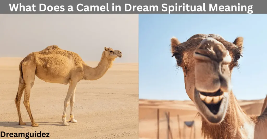 What Does a Camel in Dream Spiritual Meaning Really Mean? 2 Camel in Dream Spiritual Meaning