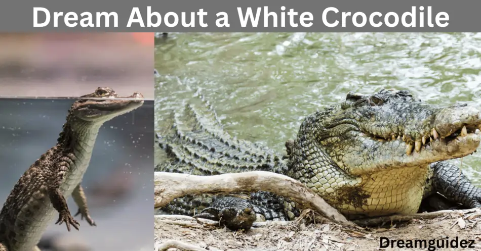 What Does It Mean To Dream About A White Crocodile 3 What Does It Mean to Dream About a White Crocodile