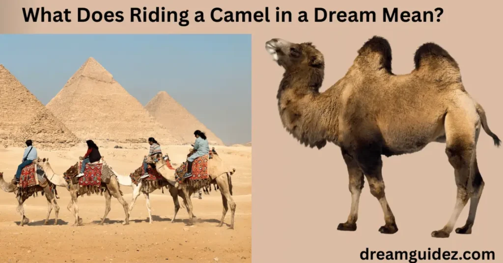 What Does Riding A Camel In A Dream Mean 3 What Does Riding a Camel in a Dream Mean