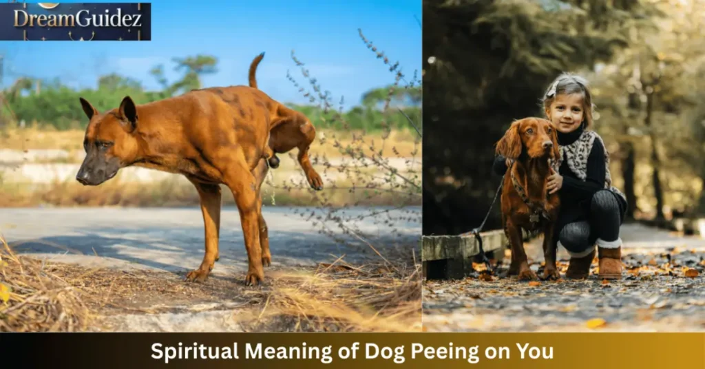 7 Spiritual Meaning of Dog Peeing on You: Hidden Signs & Symbolism 2 spiritual meaning of dog peeing on you
