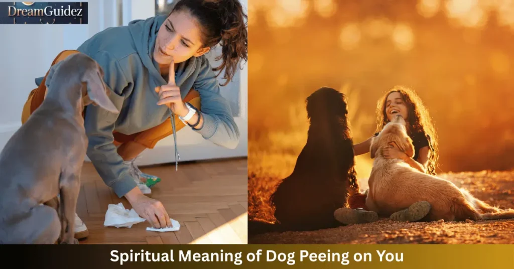 7 Spiritual Meaning of Dog Peeing on You: Hidden Signs & Symbolism 3 spiritual meaning of dog peeing on you
