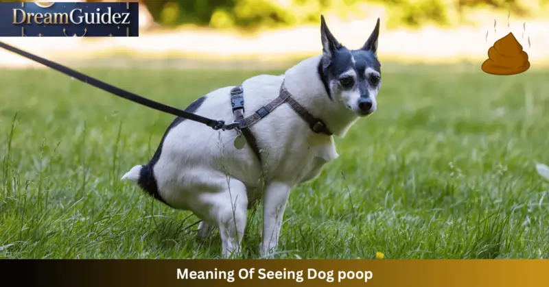 Dog Poop in Front of My House Spiritual Meaning: 5 Signs 4 meaning of dog peeing in front of home